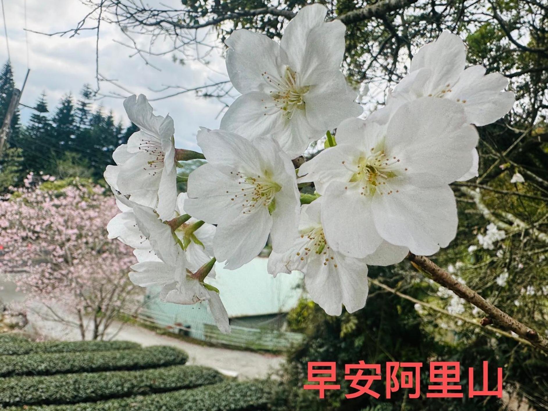 大方茶葉民宿 Fanlu Exterior photo